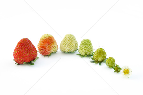 Strawberry growth isolated on white Stock photo © brozova