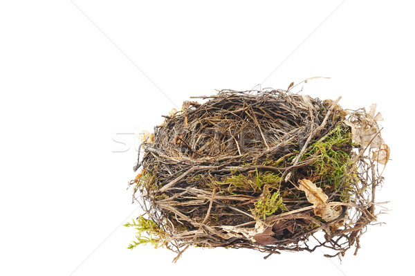 Detail Amsel Nest isoliert weiß Holz Stock foto © brozova