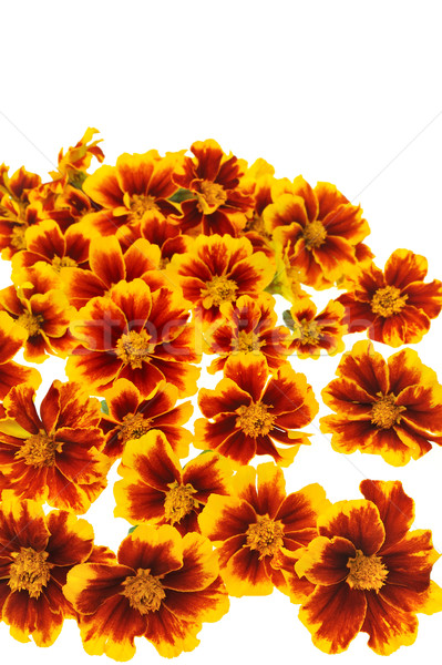 Marigold  flower heads over white background Stock photo © brozova