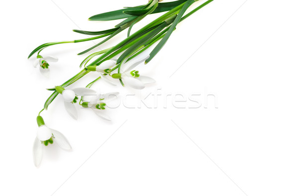 Group of snowdrop flowers  isolated on white background Stock photo © brozova