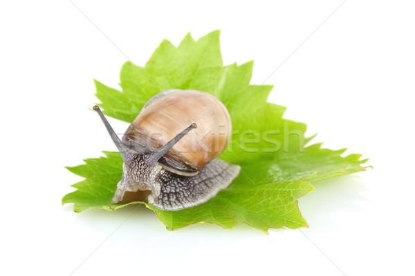 garden snail (Helix aspersa) on green leaf Stock photo © brulove