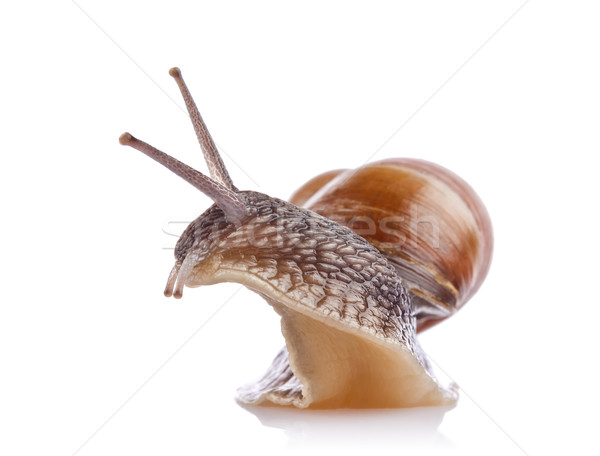 garden snail (Helix aspersa) Stock photo © brulove