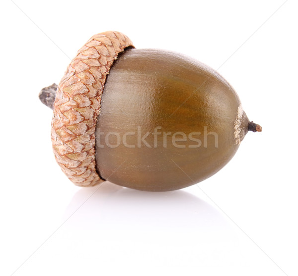 Dojrzały żołądź owoców nasion dąb odizolowany Zdjęcia stock © brulove