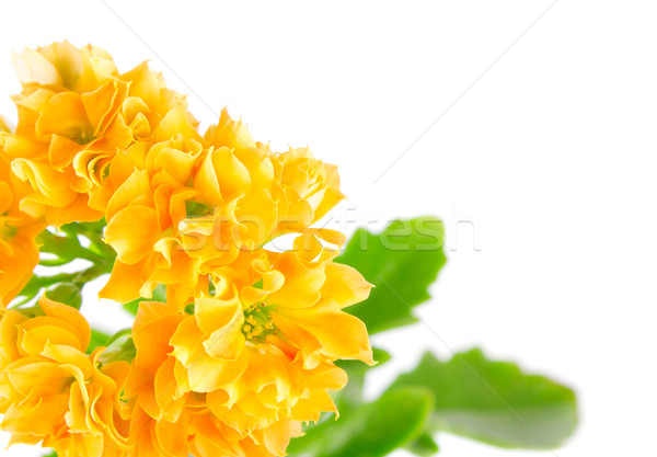 orange flower kalanchoe Stock photo © brulove