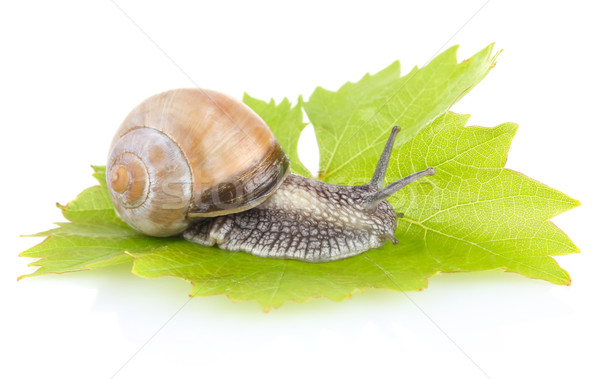 garden snail (Helix aspersa) on green leaf Stock photo © brulove