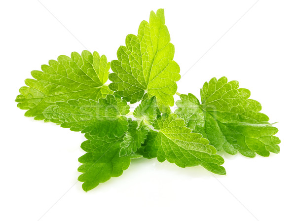 fresh green leaf of melissa Stock photo © brulove