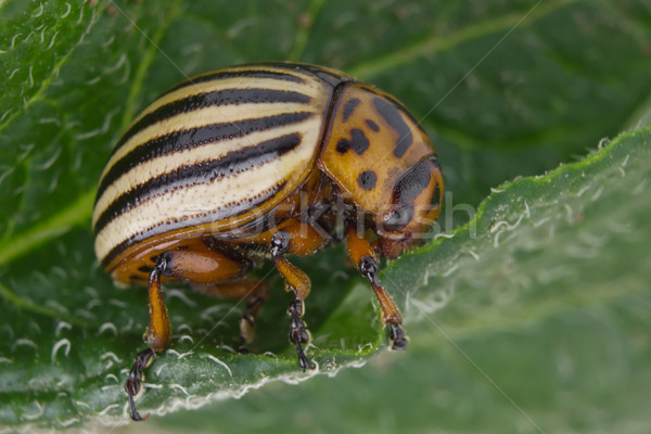 Colorado escarabajo hoja verde patatas frutas planta Foto stock © brulove