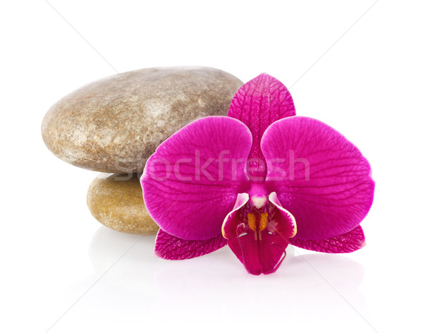 Flower Phalaenopsis orchid with sea stone Stock photo © brulove