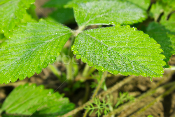 Green leaves of strawberry with drop dew Stock photo © brulove