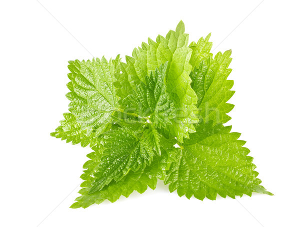Hojas verdes aislado blanco naturaleza hoja salud Foto stock © brulove