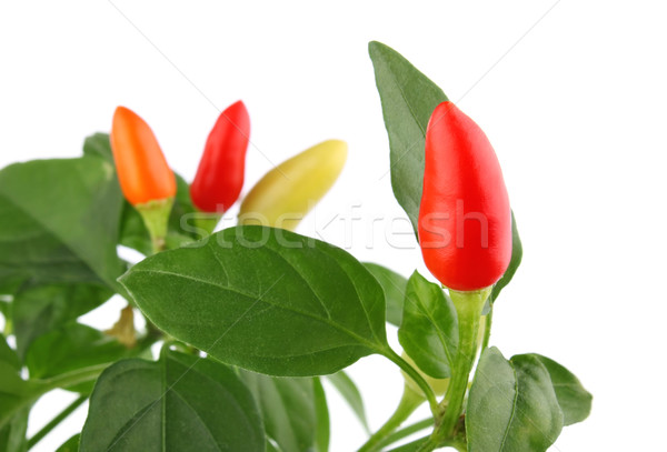 Zdjęcia stock: Czerwony · pomarańczowy · żółty · chili · oddziału · zielony · liść