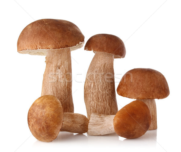 Cinco boletos isolado branco fundo cogumelo Foto stock © brulove