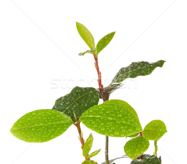 branch bay leaf with drop dew Stock photo © brulove