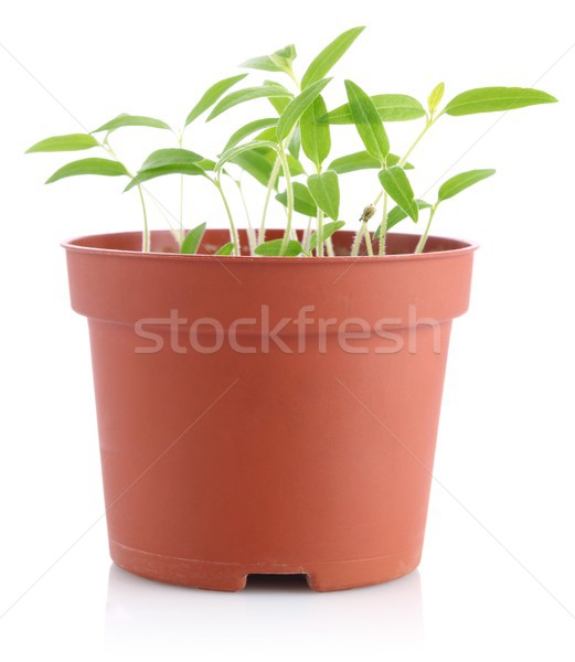 sprouts of tomatoes in pot Stock photo © brulove