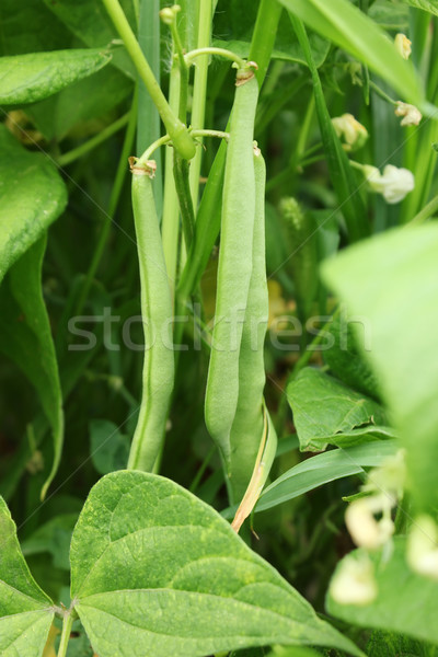 green haricot Stock photo © brulove