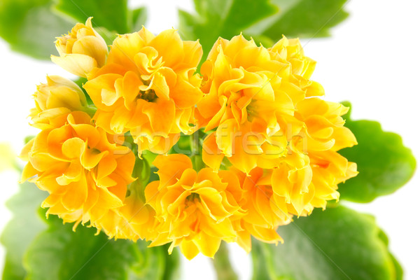 orange flower kalanchoe Stock photo © brulove