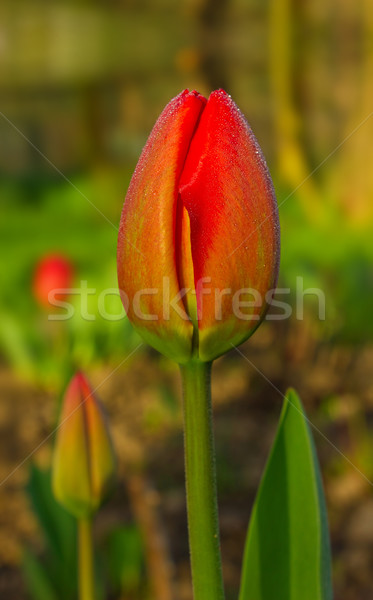 Foto stock: Vermelho · primavera · tulipa · florescimento · prado · natureza