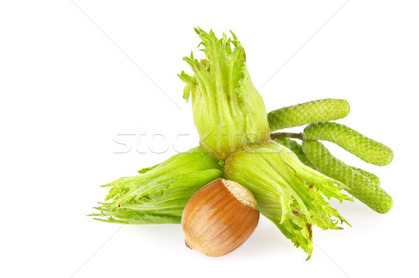 Ripe and green fruits of hazelnuts with flower. Stock photo © brulove