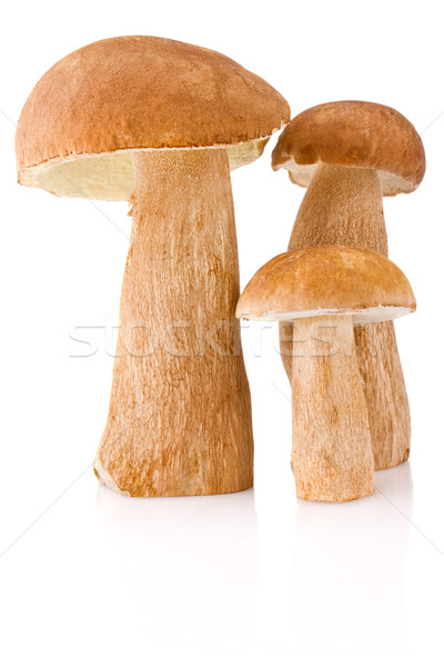 Foto d'archivio: Tre · boletus · isolato · bianco · frutta · oggetto