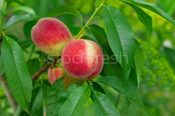 Ripe peach with green leaf Stock photo © brulove