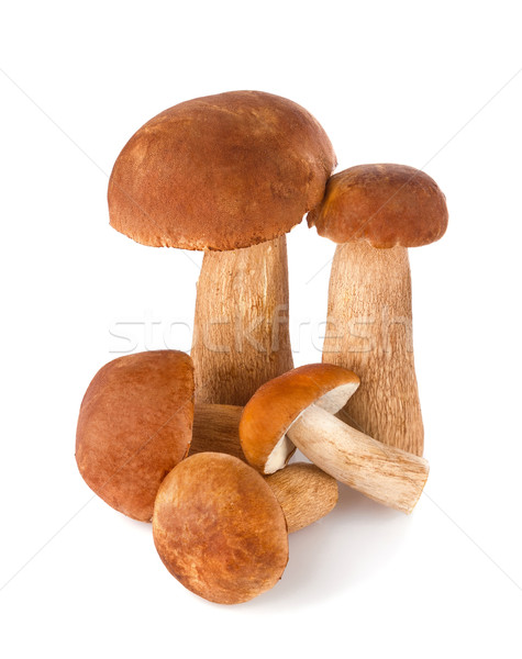 Fresh forest mushroom Stock photo © brulove