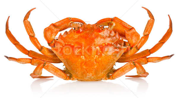 fresh red crab Stock photo © brulove