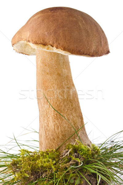 cep (boletus edulis) in moss and grass Stock photo © brulove