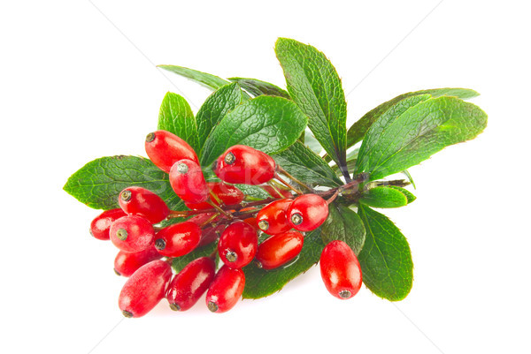 Fresh juicy organic barberry on branch with green leaves. Stock photo © brulove