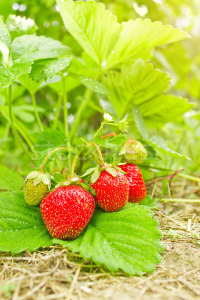 Fresh juicy shrub of strawberry with green leaves Stock photo © brulove