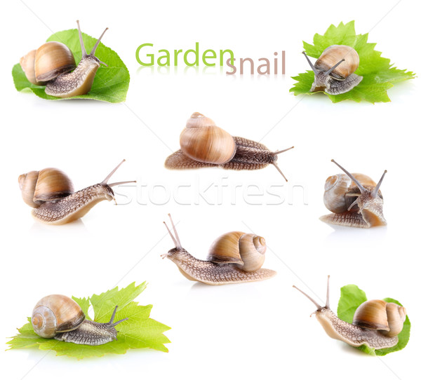 set garden snail (Helix aspersa) Stock photo © brulove