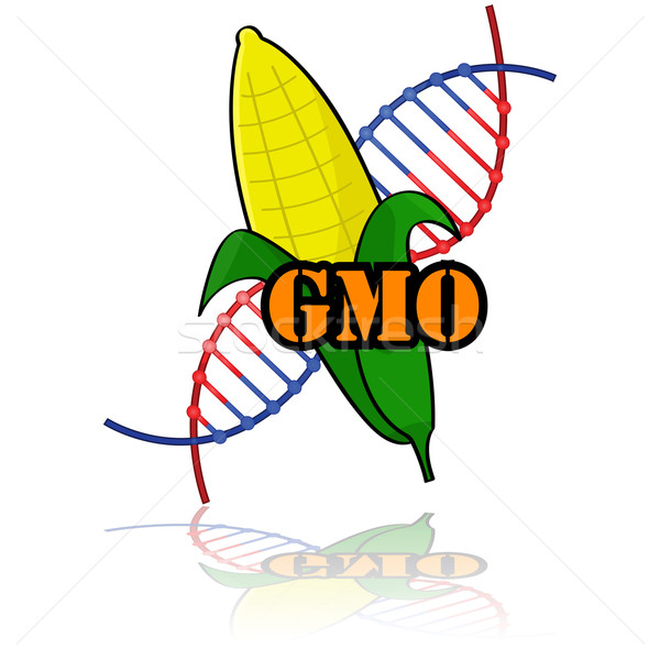 Genetically modified corn Stock photo © bruno1998
