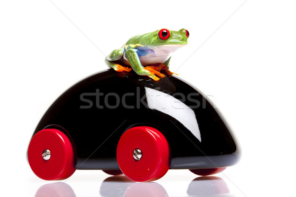 Stock photo: Green Frog in concepts