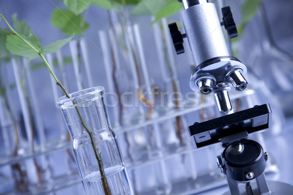 Palánták laboratórium növények természet üveg háttér Stock fotó © BrunoWeltmann