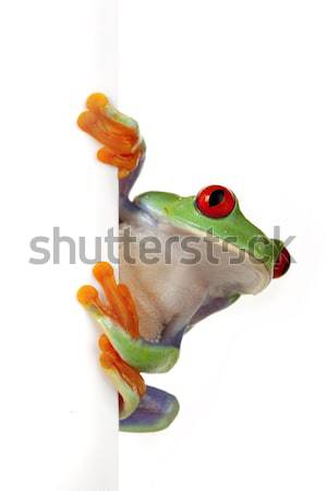 green red-eyed frog Stock photo © BrunoWeltmann