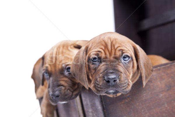 Foto stock: Jovem · cães · grupo · engraçado · branco · animal