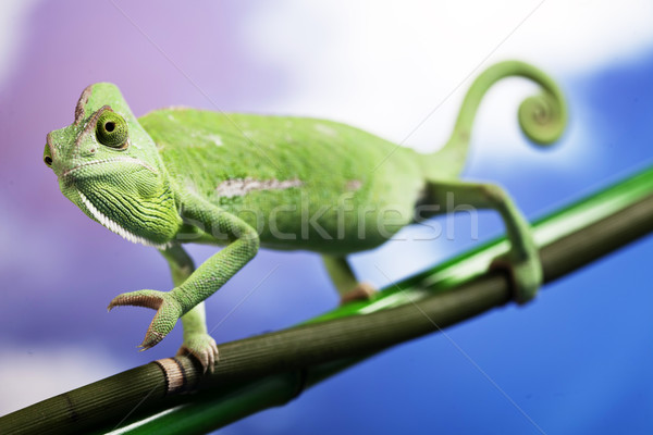 Grünen Chamäleon Natur Schönheit Leben jungen Stock foto © BrunoWeltmann