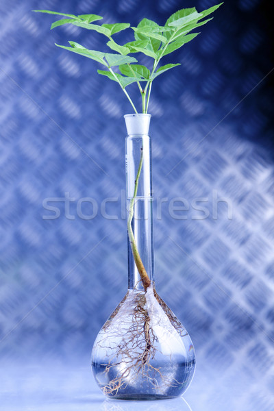 Foto stock: Plantas · laboratório · genético · ciência · primavera · médico