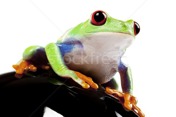 green red-eyed frog Stock photo © BrunoWeltmann