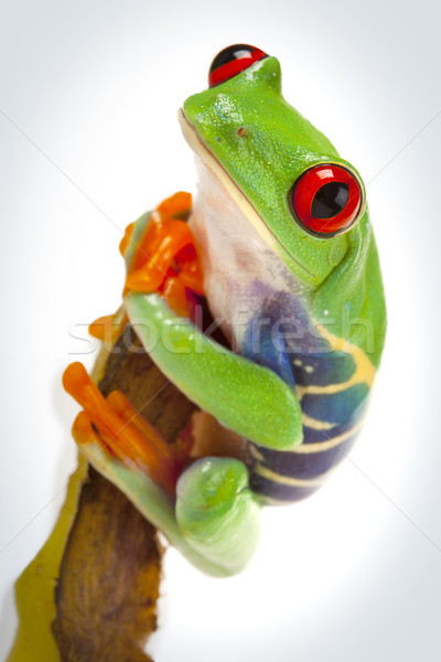 green red-eyed frog Stock photo © BrunoWeltmann