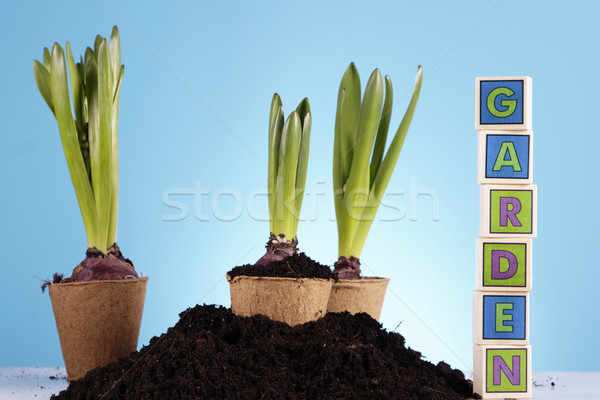 Gardening concept Stock photo © BrunoWeltmann