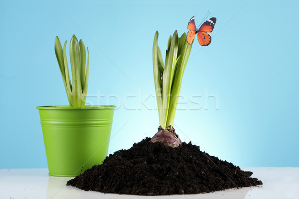 Gardening concept Stock photo © BrunoWeltmann