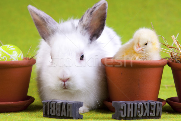 Húsvét állatok ünnep fű természet tojás Stock fotó © BrunoWeltmann