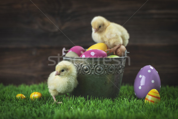 Bucket full of easter eggs and chicken Stock photo © BrunoWeltmann