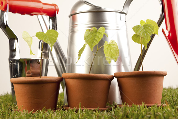 Gardening concept Stock photo © BrunoWeltmann