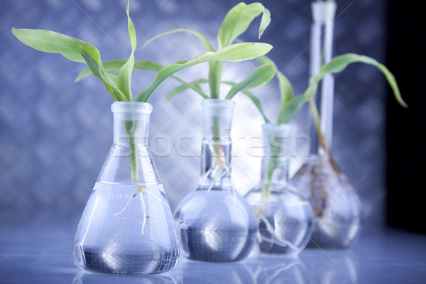 ストックフォト: 植物 · 室 · 遺伝の · 科学 · 医療 · 自然
