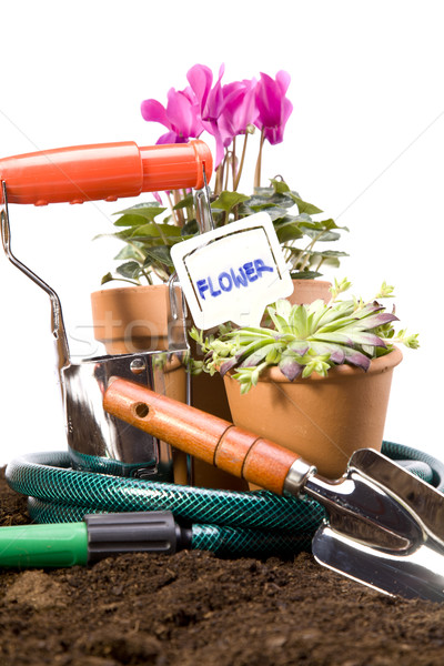 Stockfoto: Bloemen · tuin · tools · hemel · bloem · gras