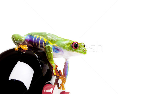 green red-eyed frog Stock photo © BrunoWeltmann