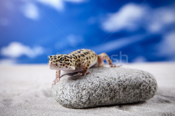 Geko portre leopar kum hayvan Stok fotoğraf © BrunoWeltmann