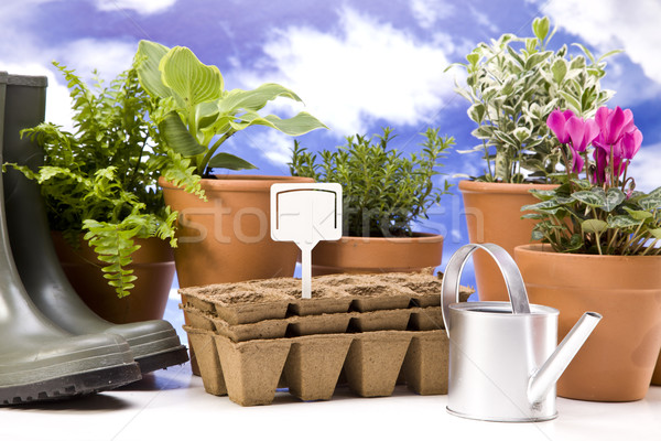 Stockfoto: Bloemen · tuin · tools · hemel · bloem · gras