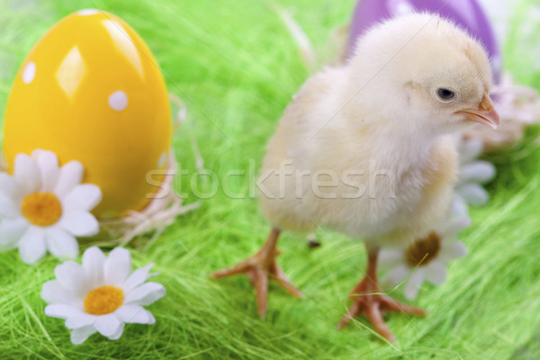 ストックフォト: イースター · 鶏 · 休日 · 草 · 自然 · 卵